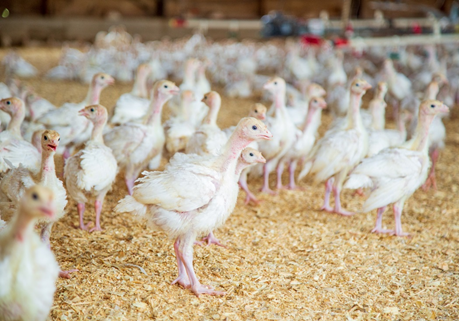 L’élevage avicole en 4 étapes